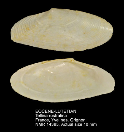 EOCENE-LUTETIAN Tellina rostralina.jpg - EOCENE-LUTETIANTellina rostralinaDeshayes,1825